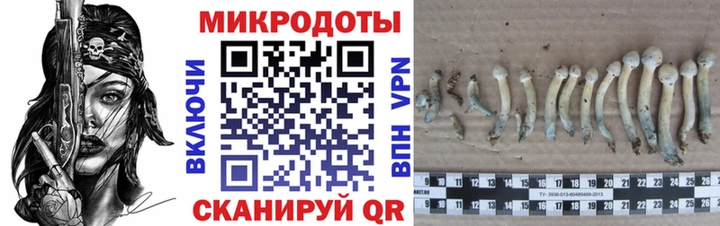 Псилоцибиновые грибы прущие грибы  Нерчинск 
